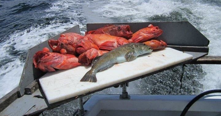 Rock Cod / Ling Cod Fishing