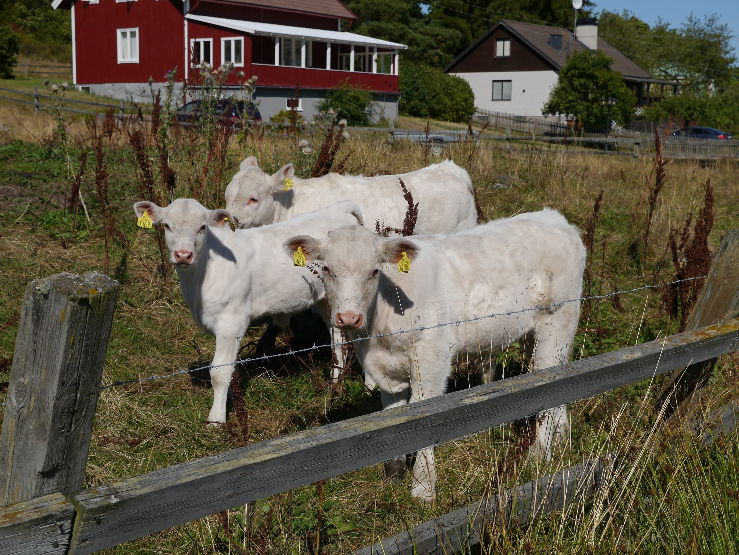 3 in 1 - a horror walk, a hill fort climb and a cute animal farm visit