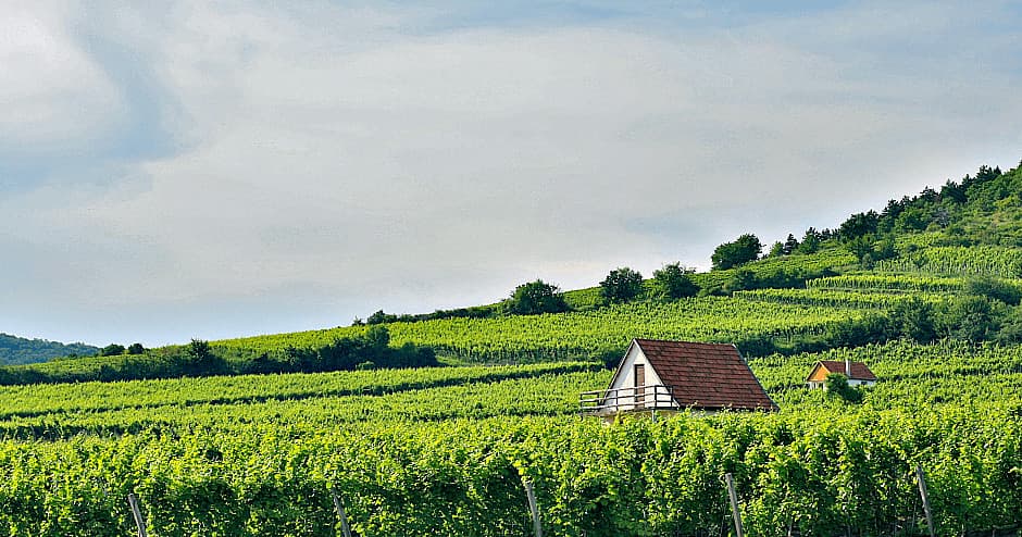 Private Wine Tour to Tokaj - Starting in Budapest
