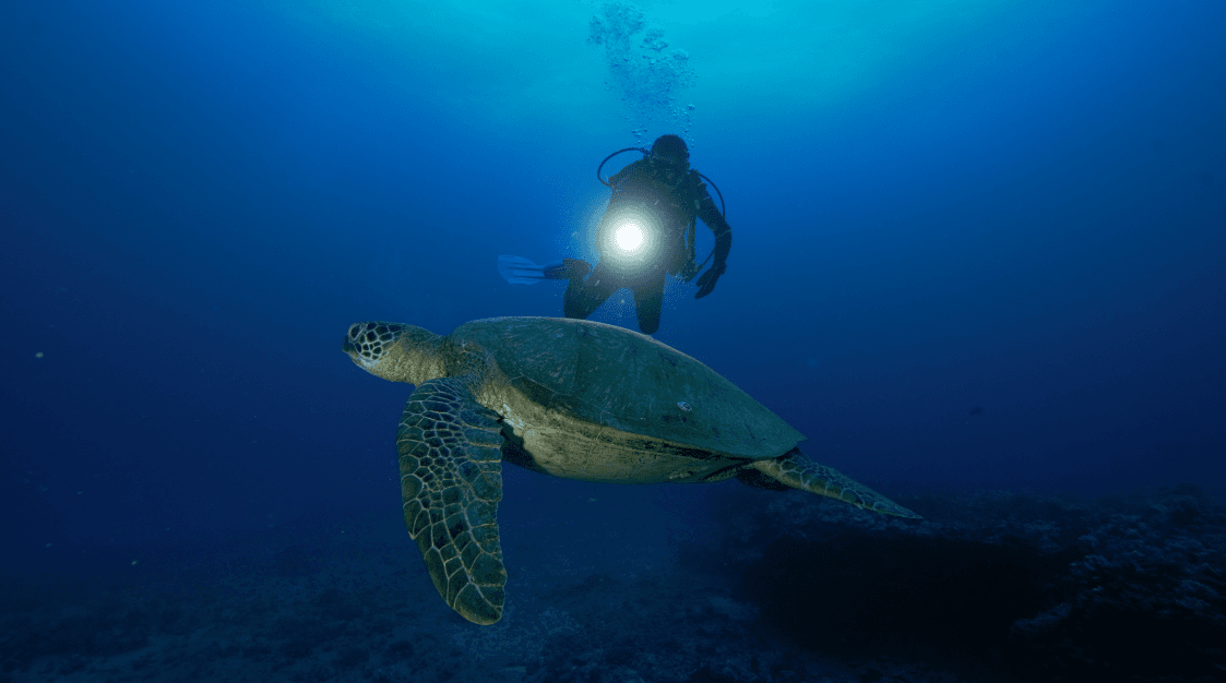 Night Dives