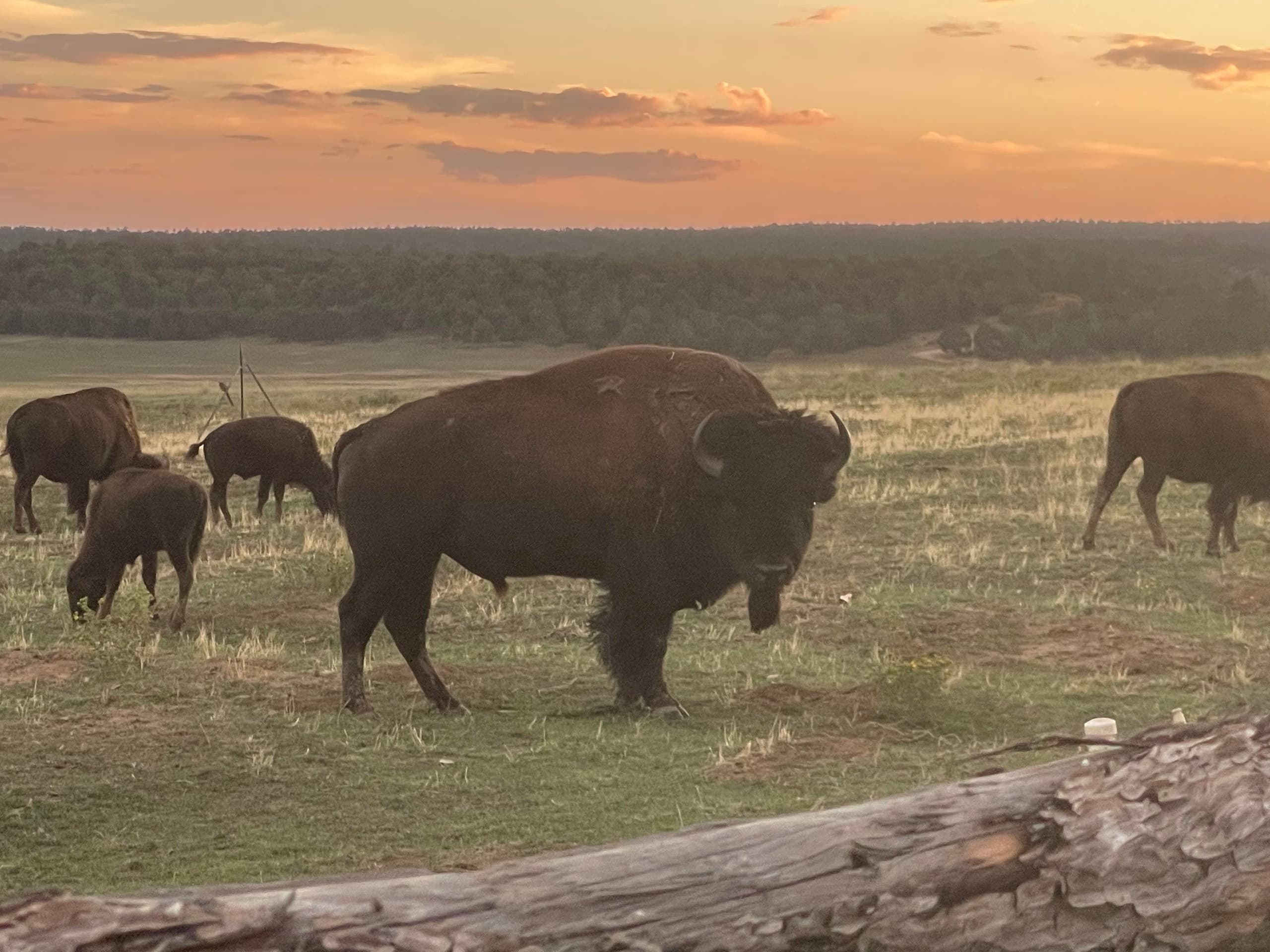 Bison Feeding Wagon Ride