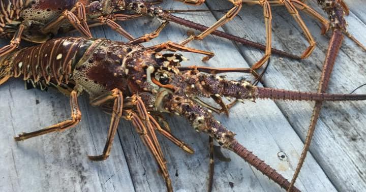 Lobster Snorkel Trips