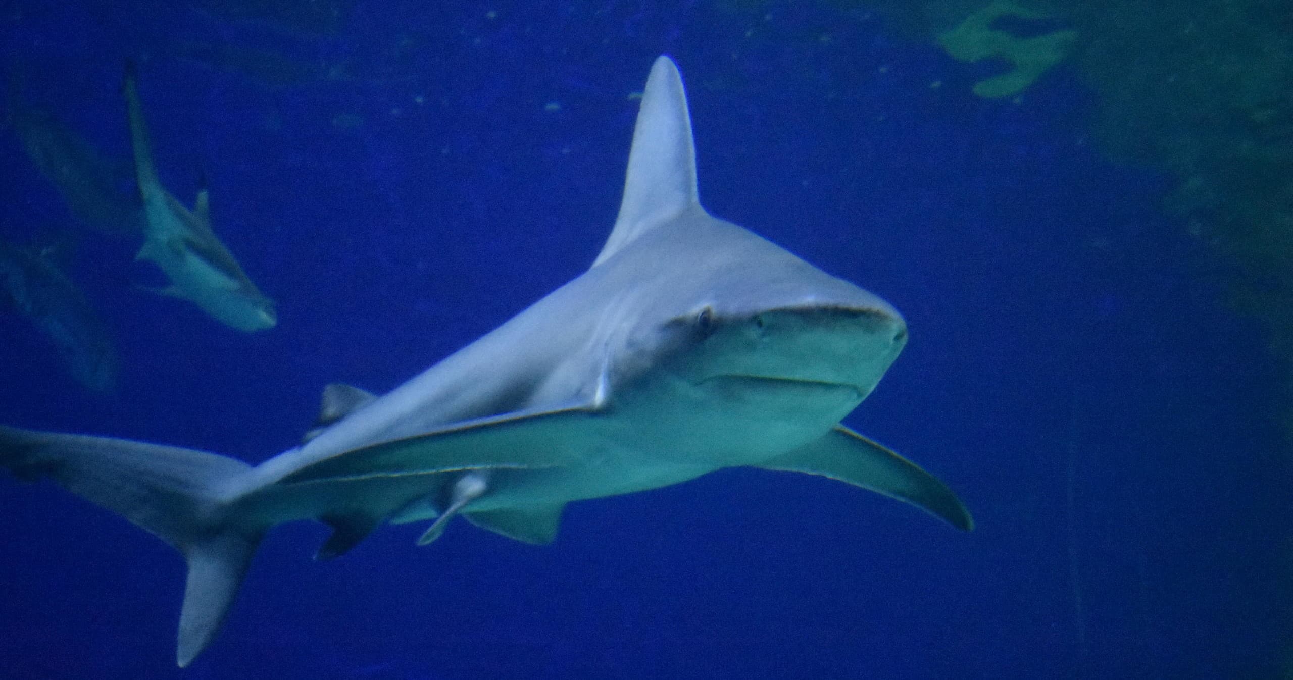 Shark Meet and Greet