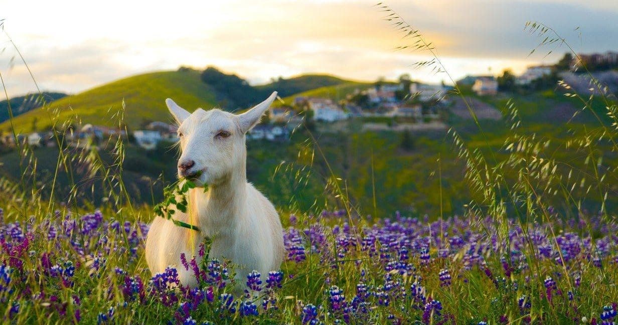 Surf Goat Hike