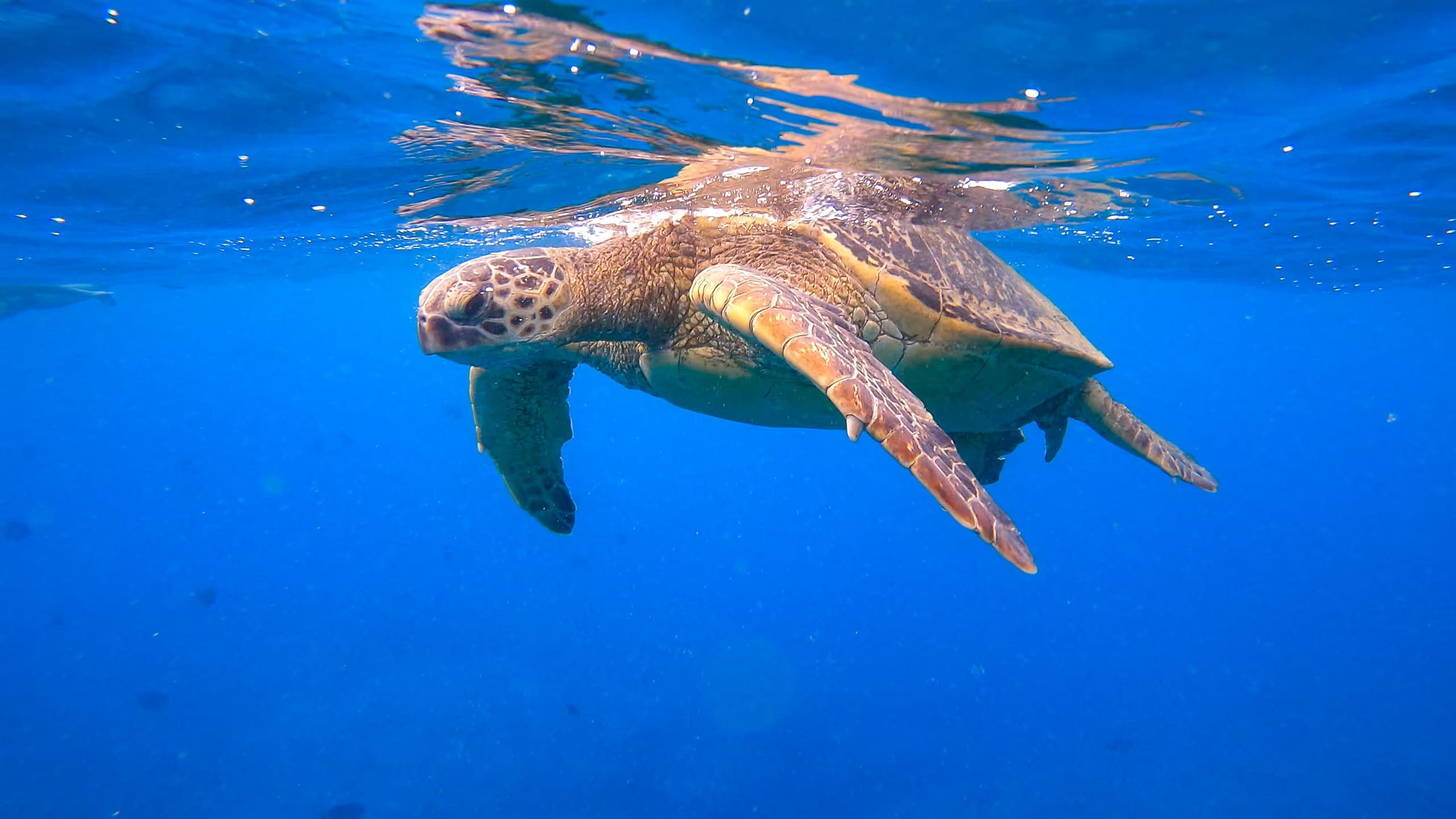 Sail & Snorkel