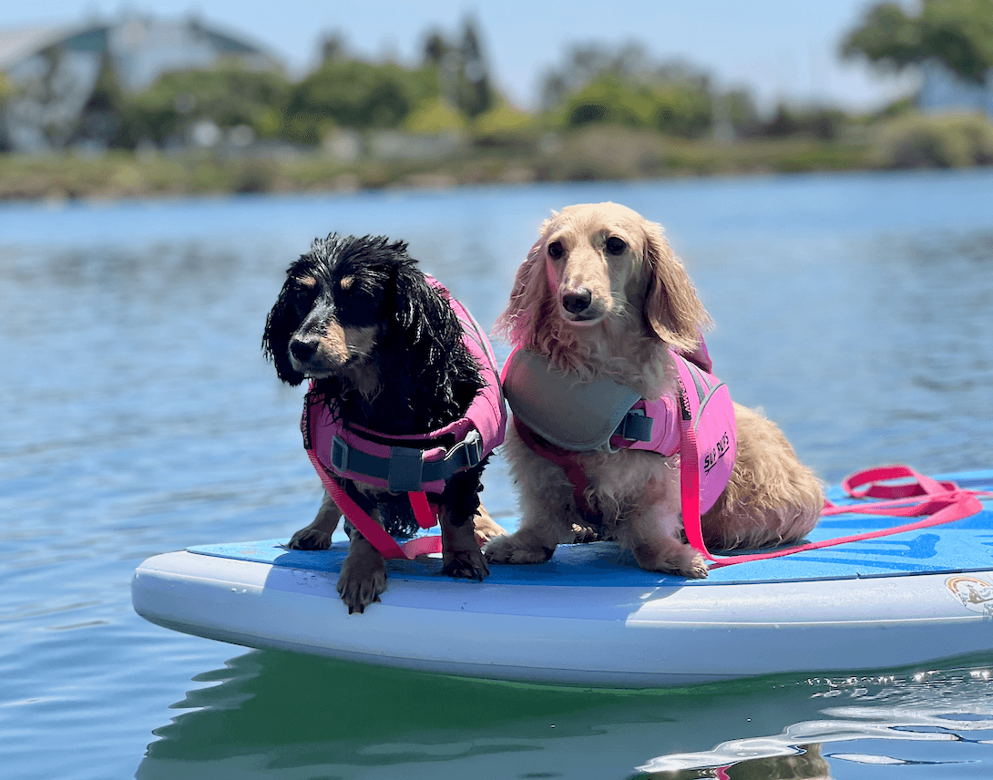 2 SUP Pups Lessons Package