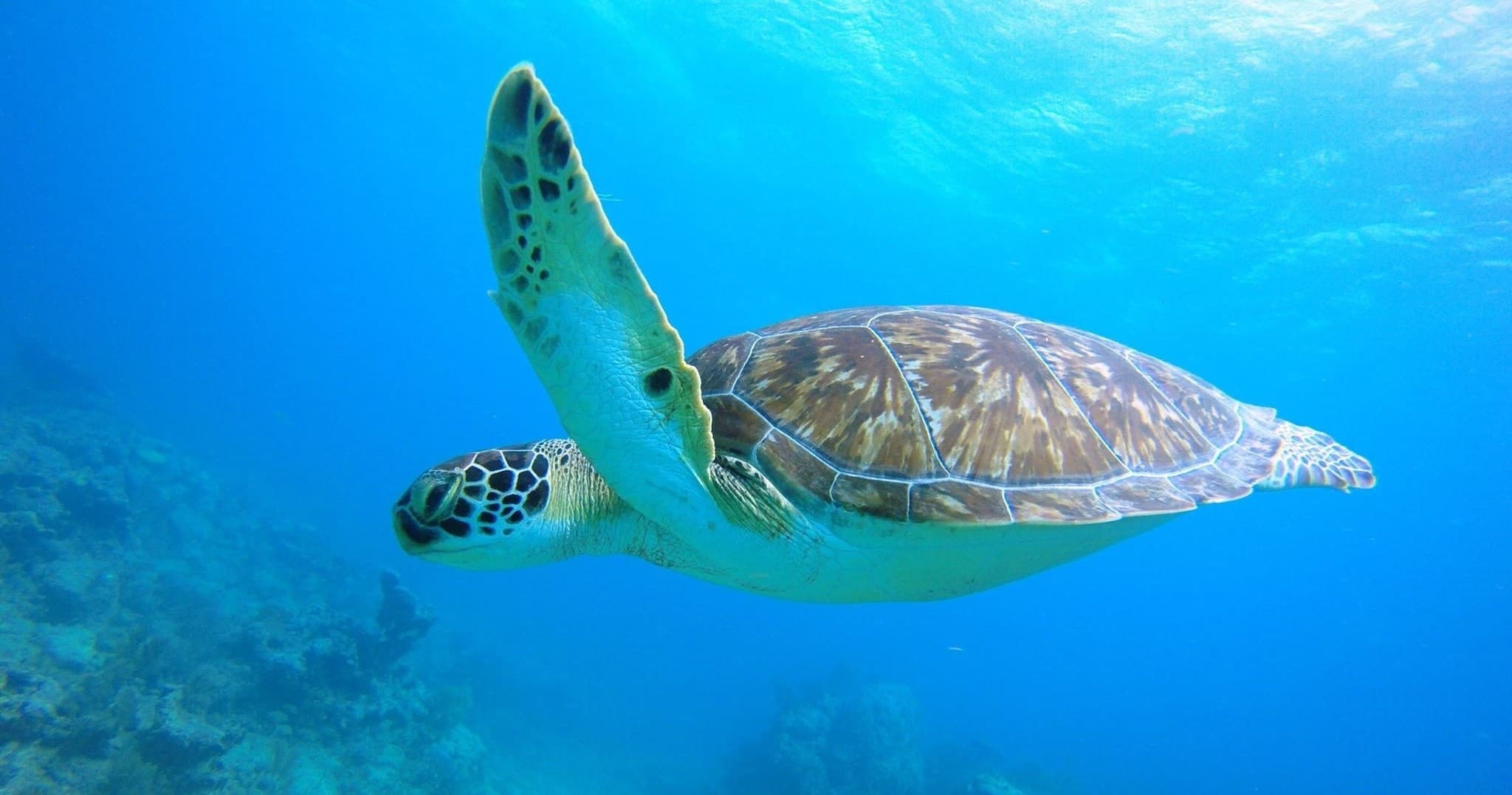 Reef Dives