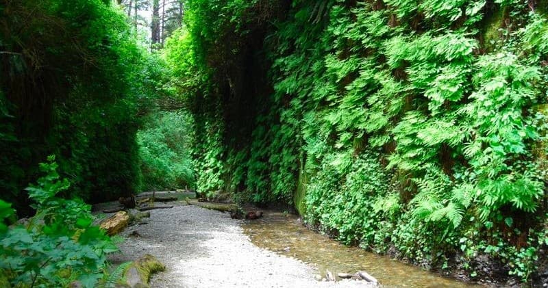 Half Day Fern Canyon Tour