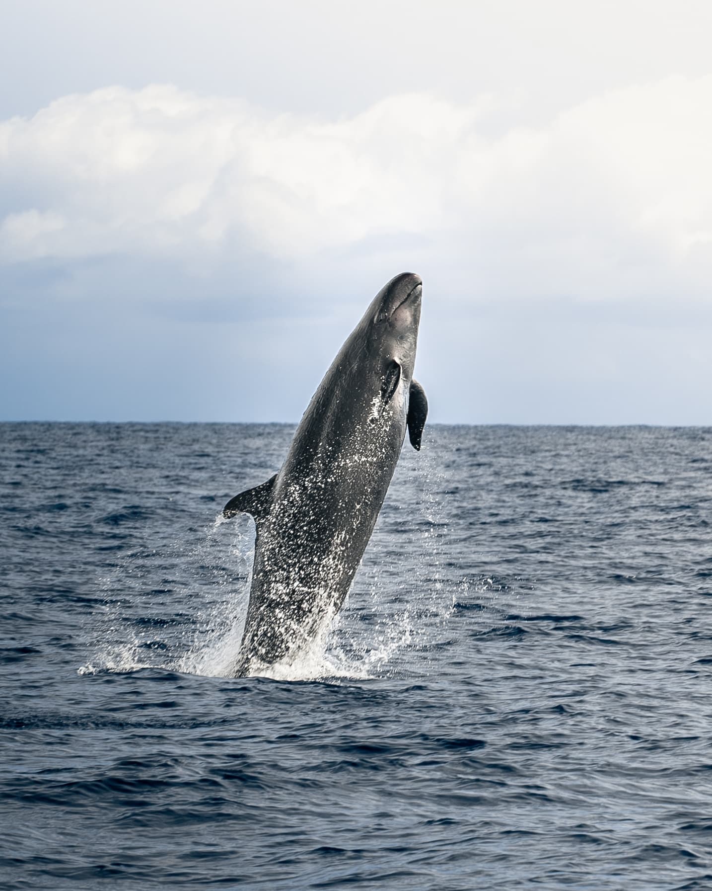 Whale Watching on the Kona Coast