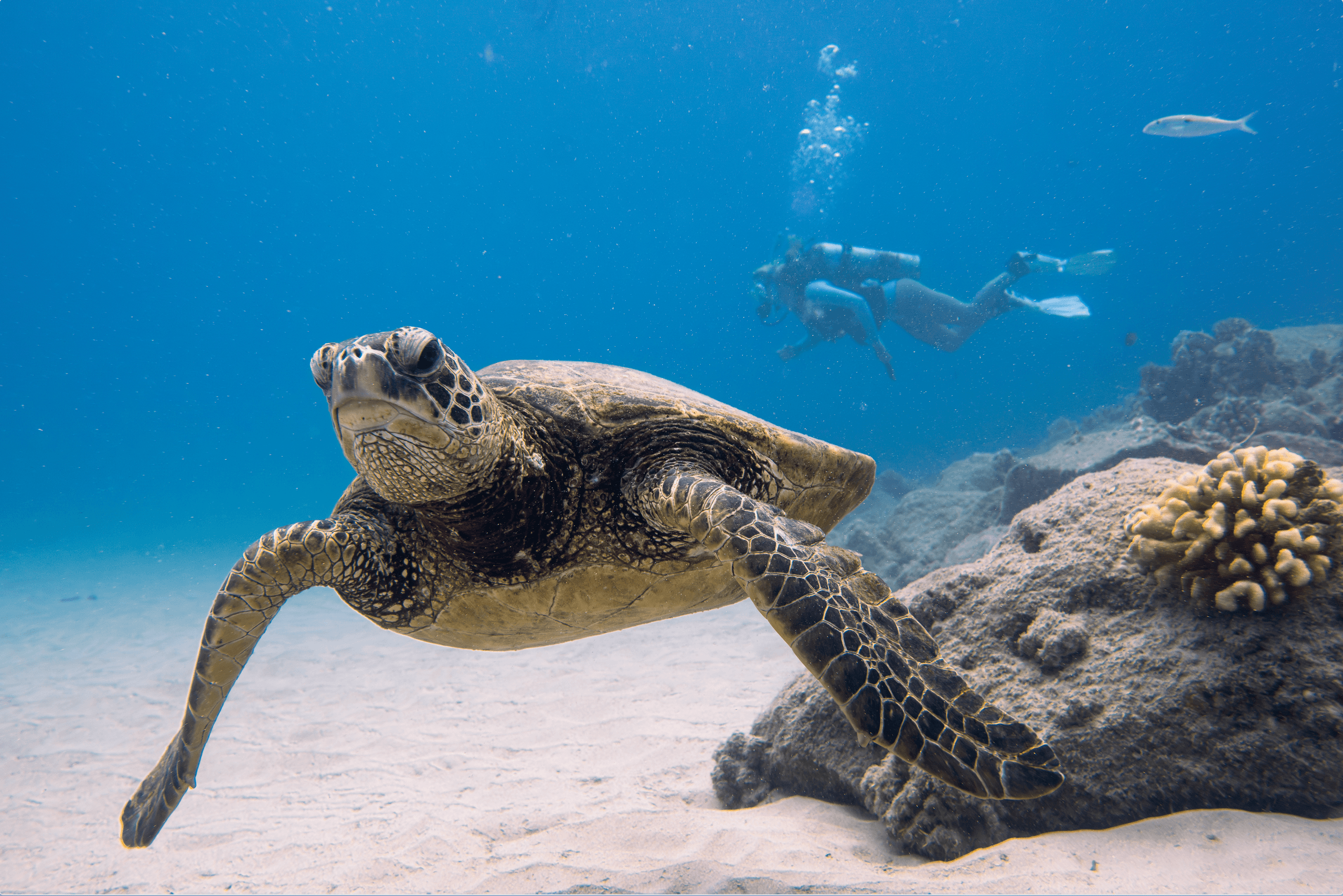 OFF THE BEATEN PATH: Custom Shore Scuba Dives Around Island!