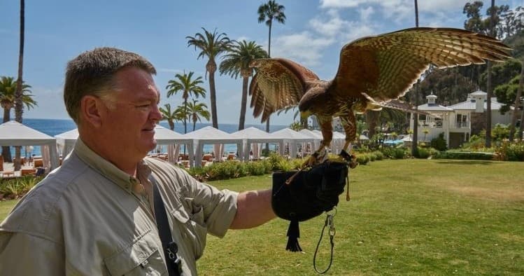 Catalina Falconry Experience