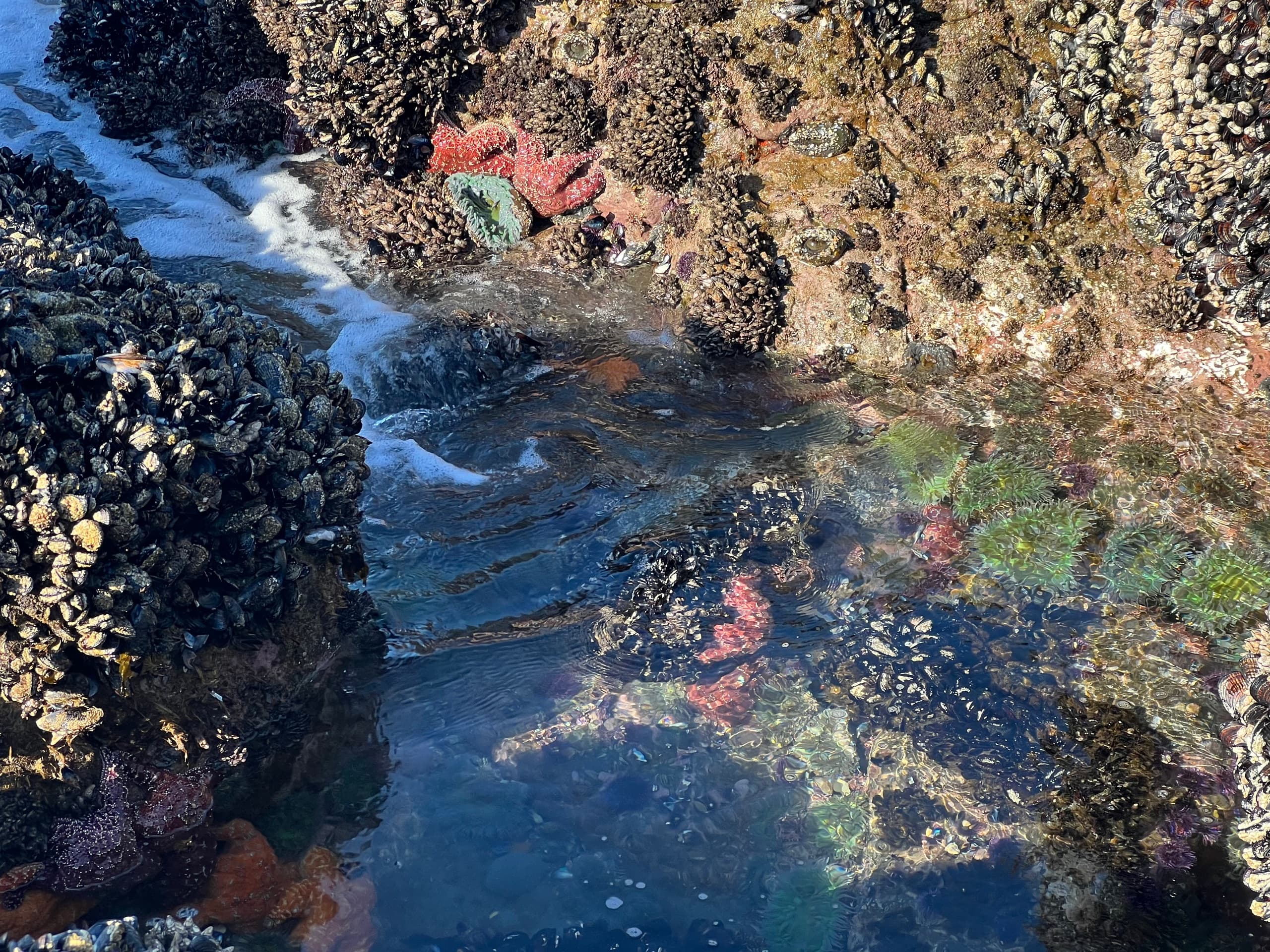 Guided Kayak Tide Pool Adventure