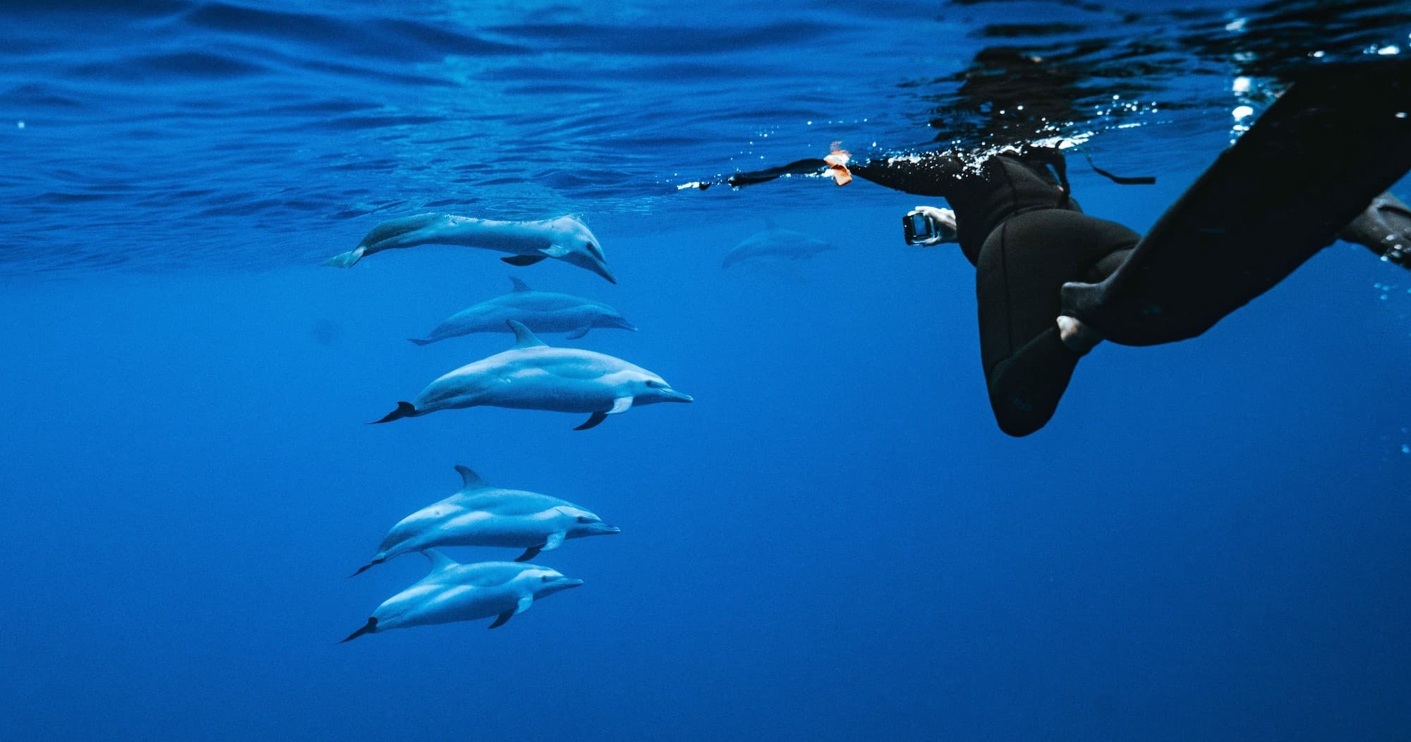 Speed Boat Swim with Dolphins