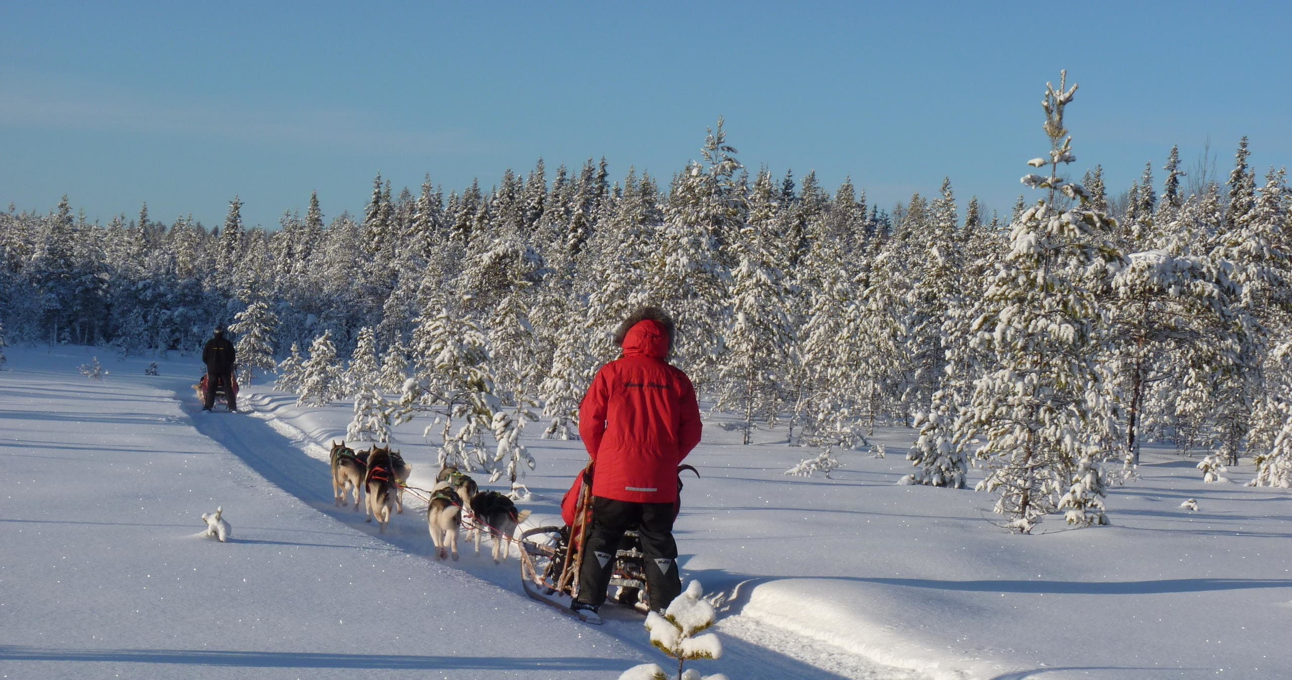 A Taste of Mushing