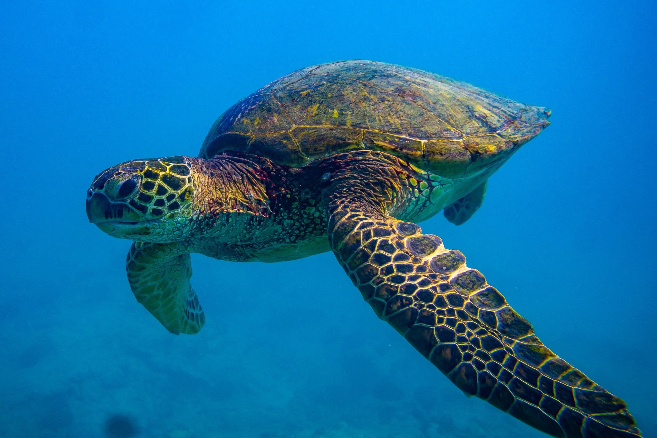 Snorkelers & Observers