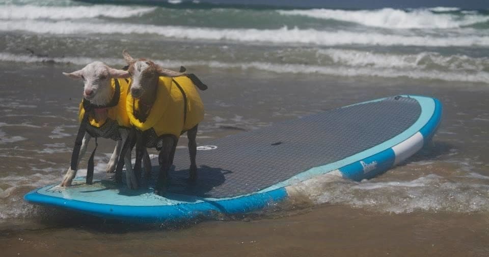 Private Animal Surf Lesson Lesson