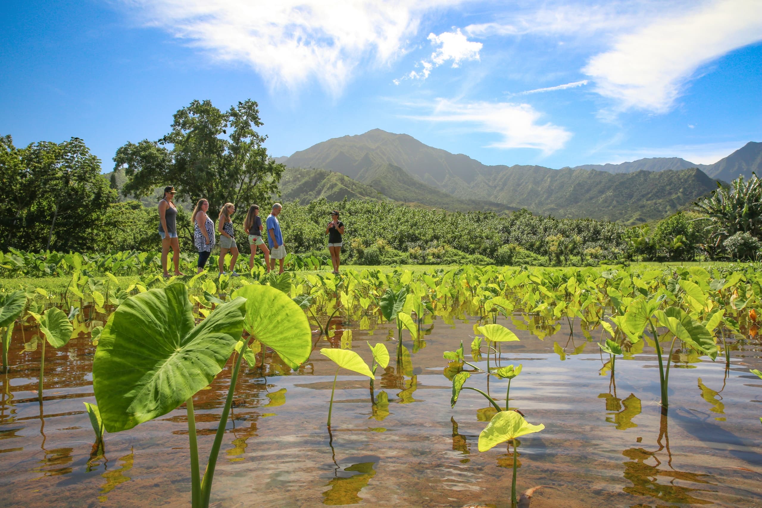 THURSDAYS | Kalo and Poi: The Versatile Superfood of our People