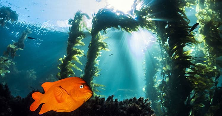 Introductory Scuba Dive