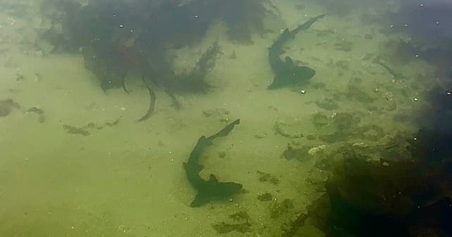 Leopard Shark Tour