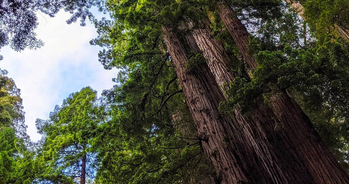 Full Day World's Tallest Trees Tour