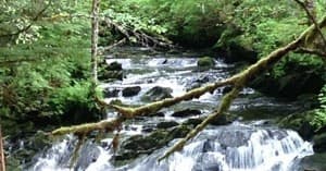3 Hour Rainforest Walk and Totem Park Tour