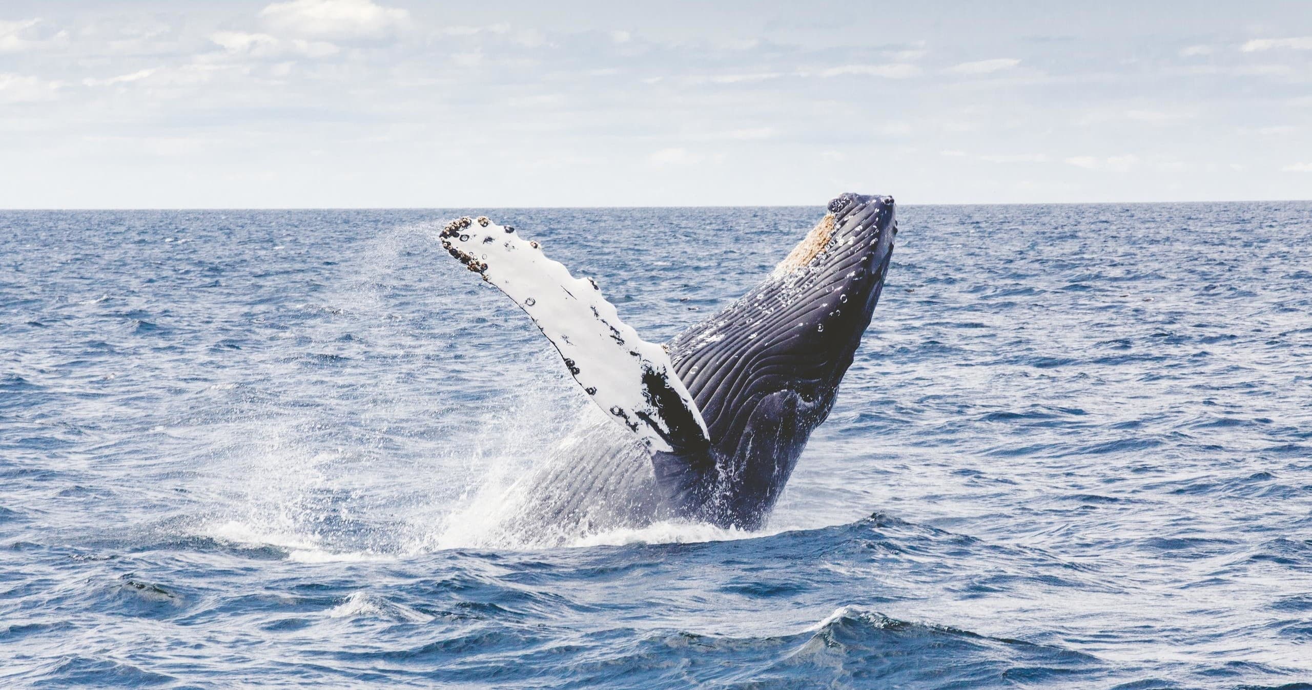 Private Whale Watching Waikiki Keanuenue""