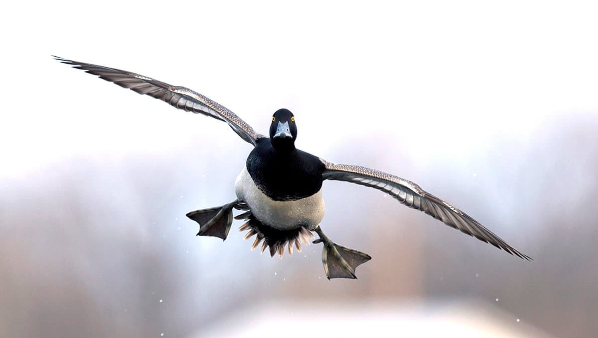 Duck Hunts