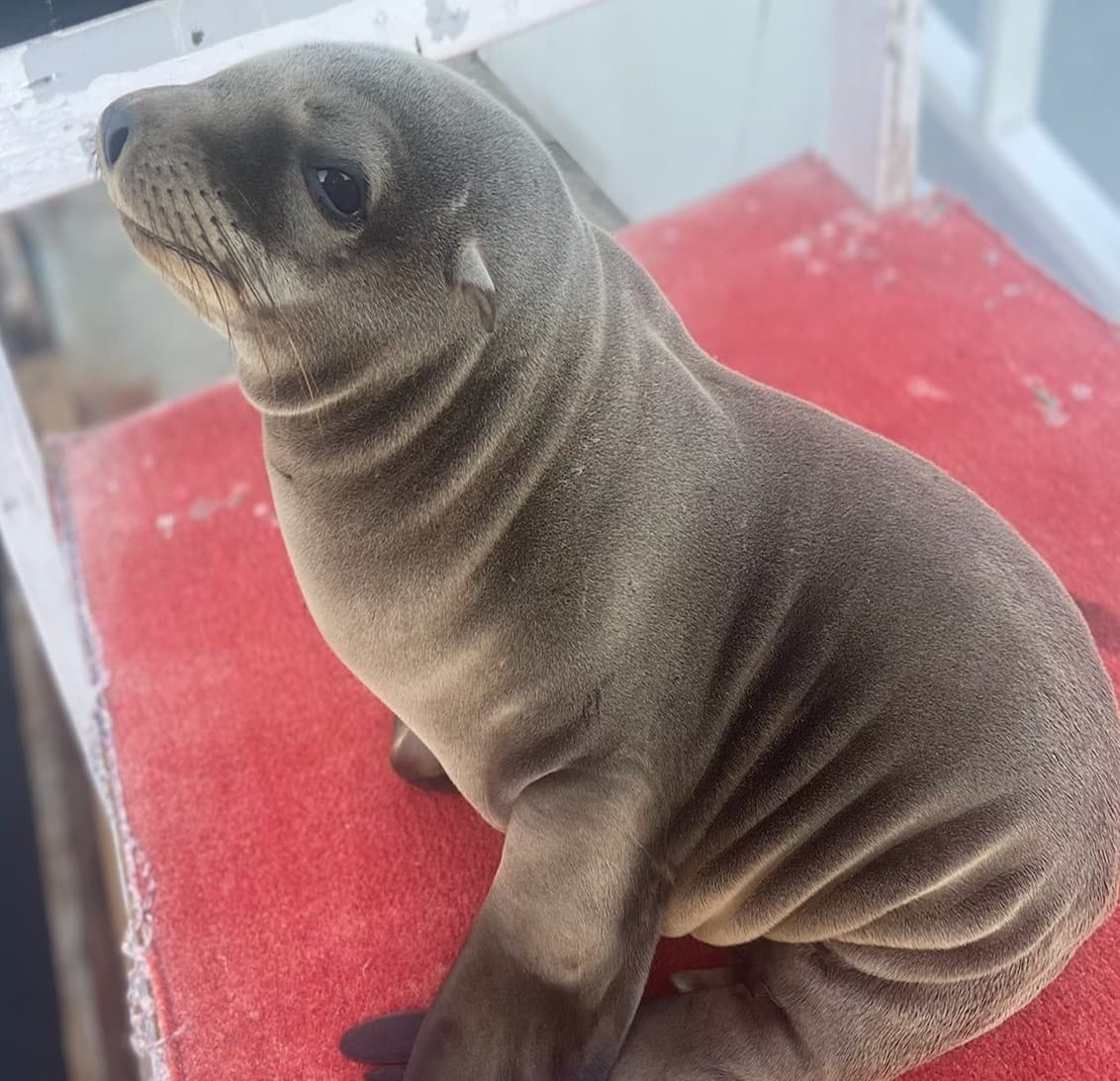 Sea Lion Express 🦭