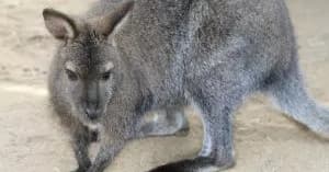 Wallaby Walkabout