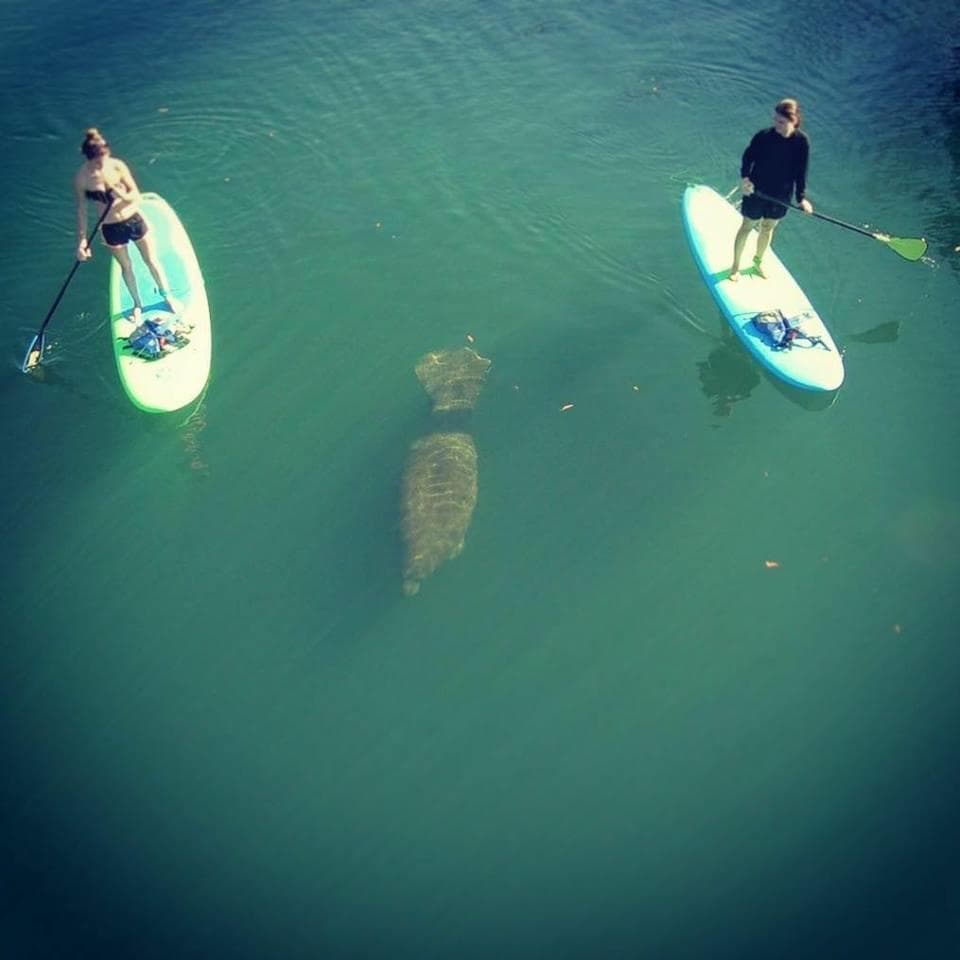 Stand Up Paddle Board Rental