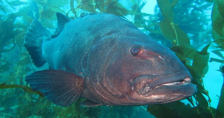 1-Tank Guided Kelp Forest Dive