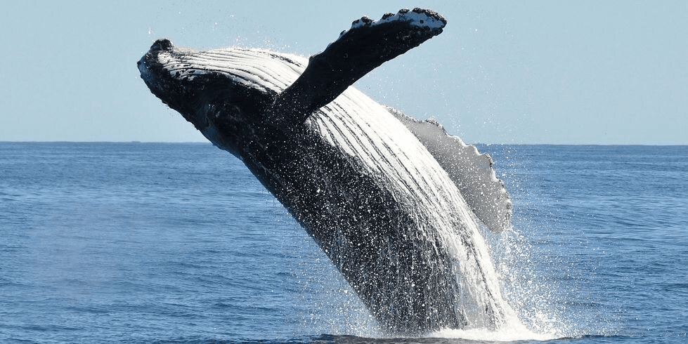 Whale Watching Tour