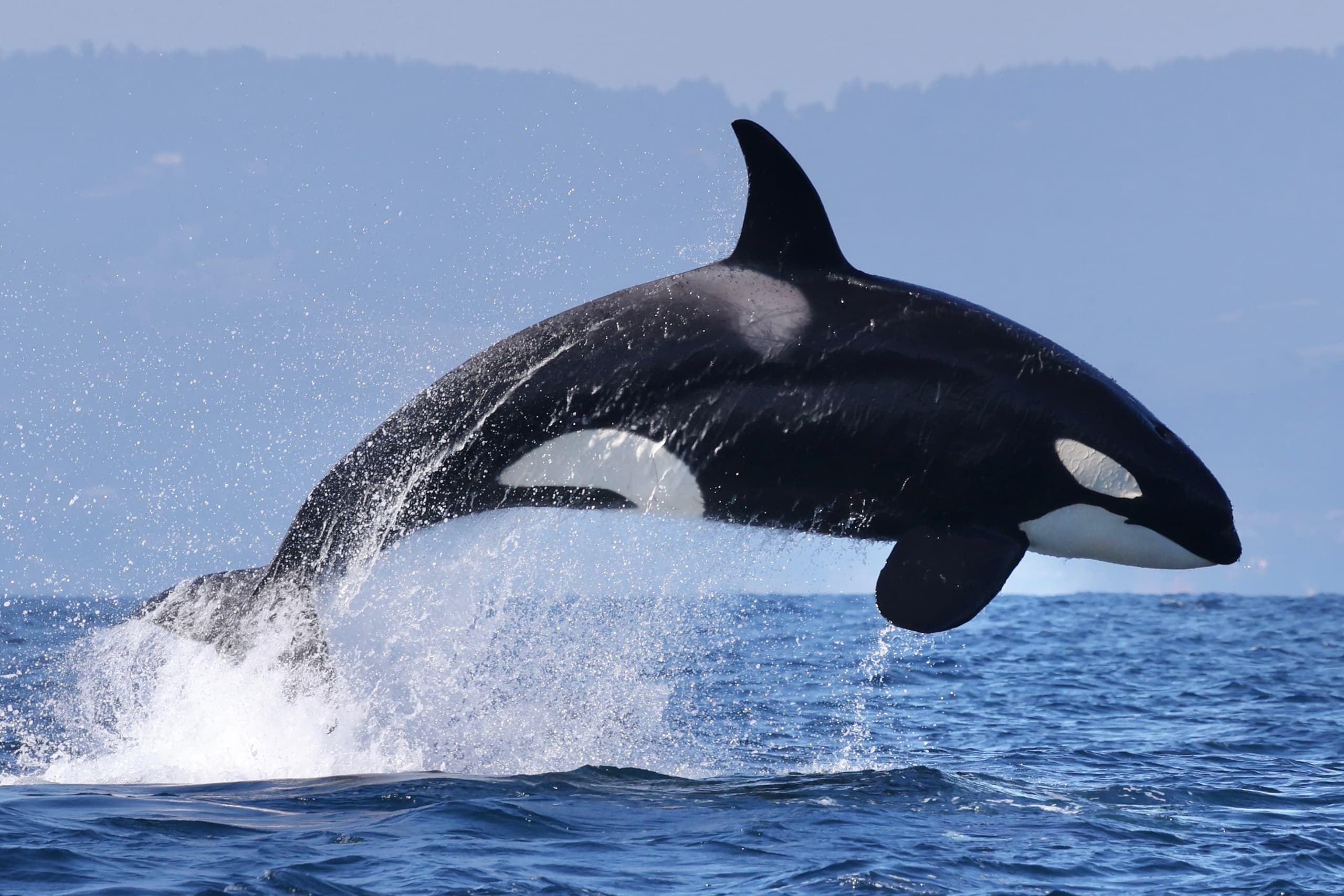 Extended Orca Focused Expedition