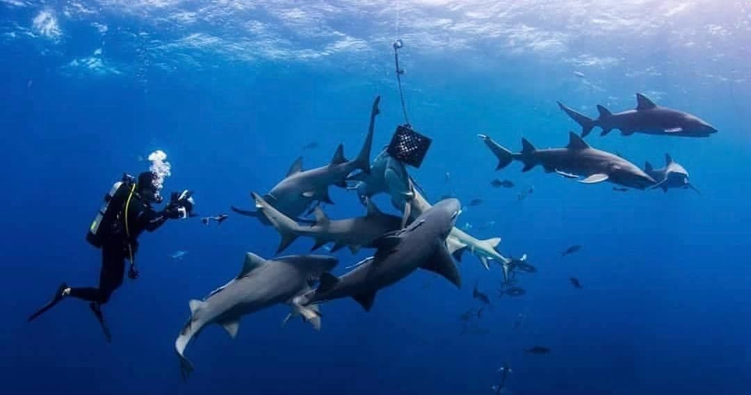 Private 2 Tank Shark Dive