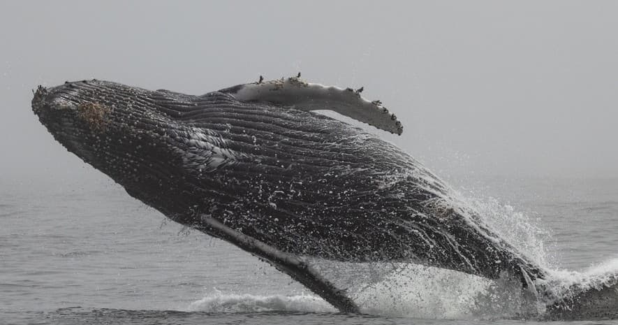 Three Hour Whale Watch Tour