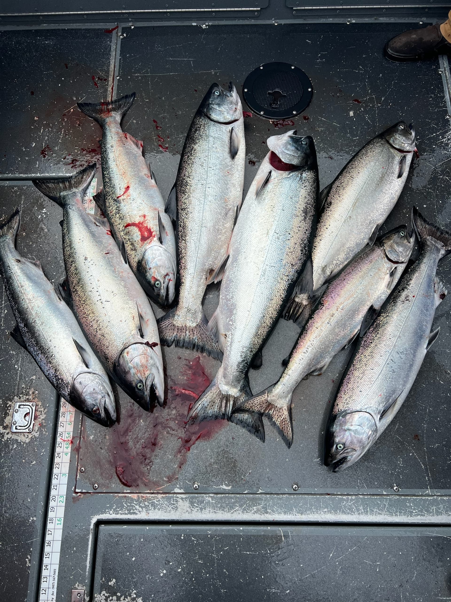 8-Hour Salmon Fishing