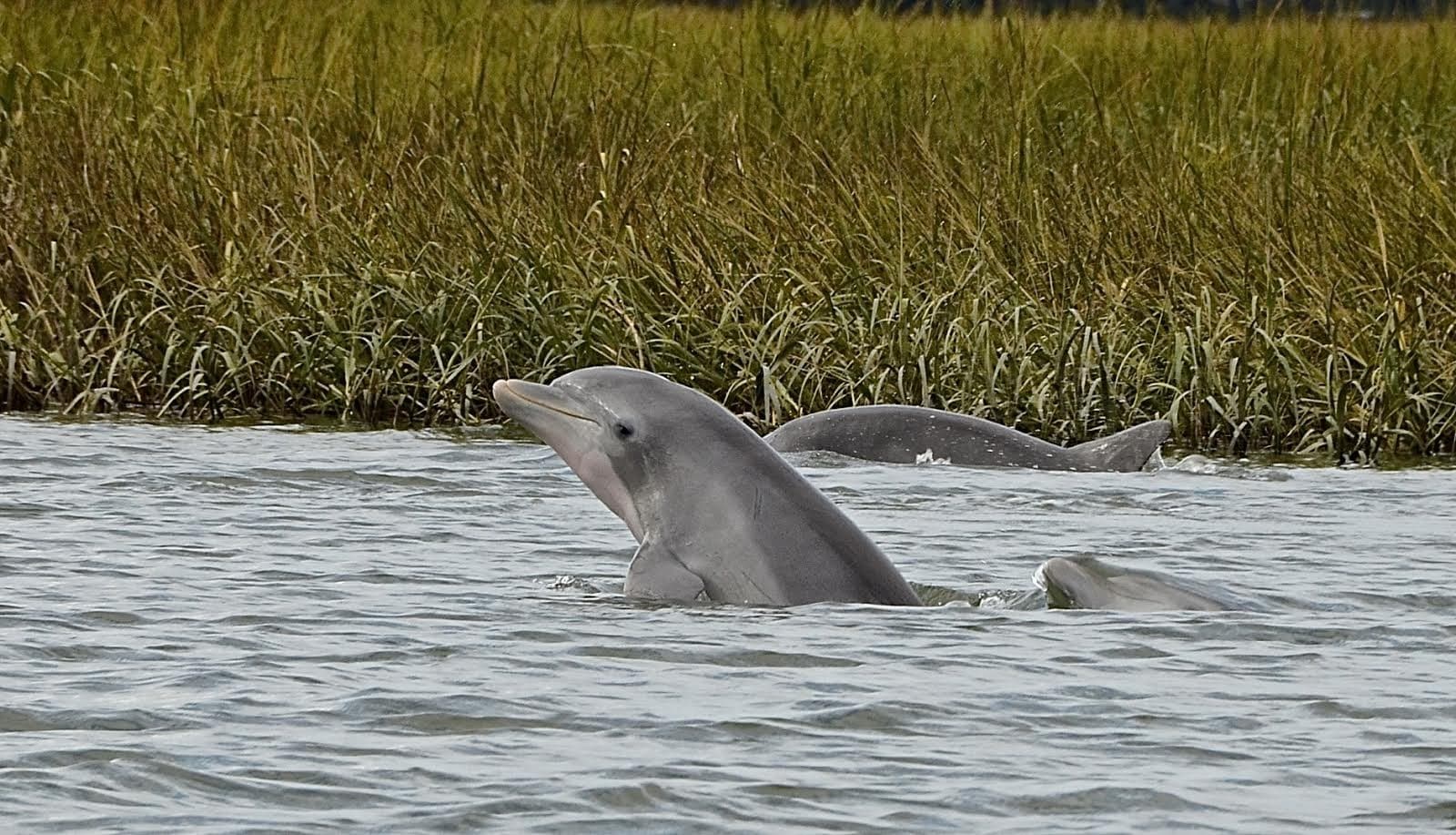 Dolphin Eco Tour