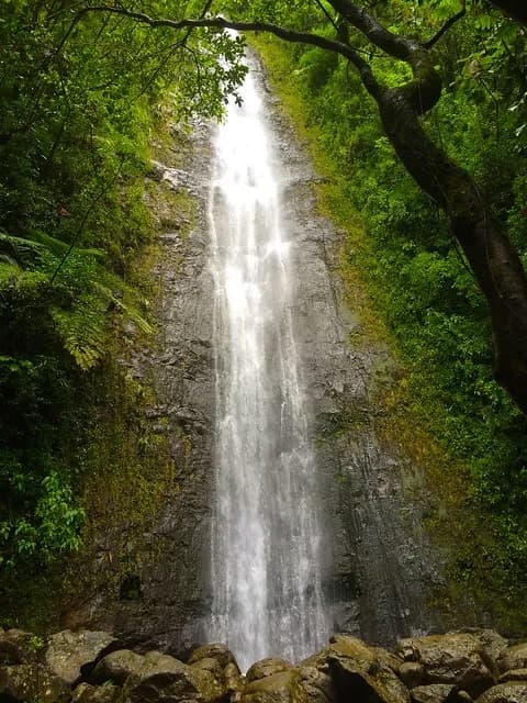 Manoa Falls, Tantalus, & Ho'omaluhia Botanical Gardens