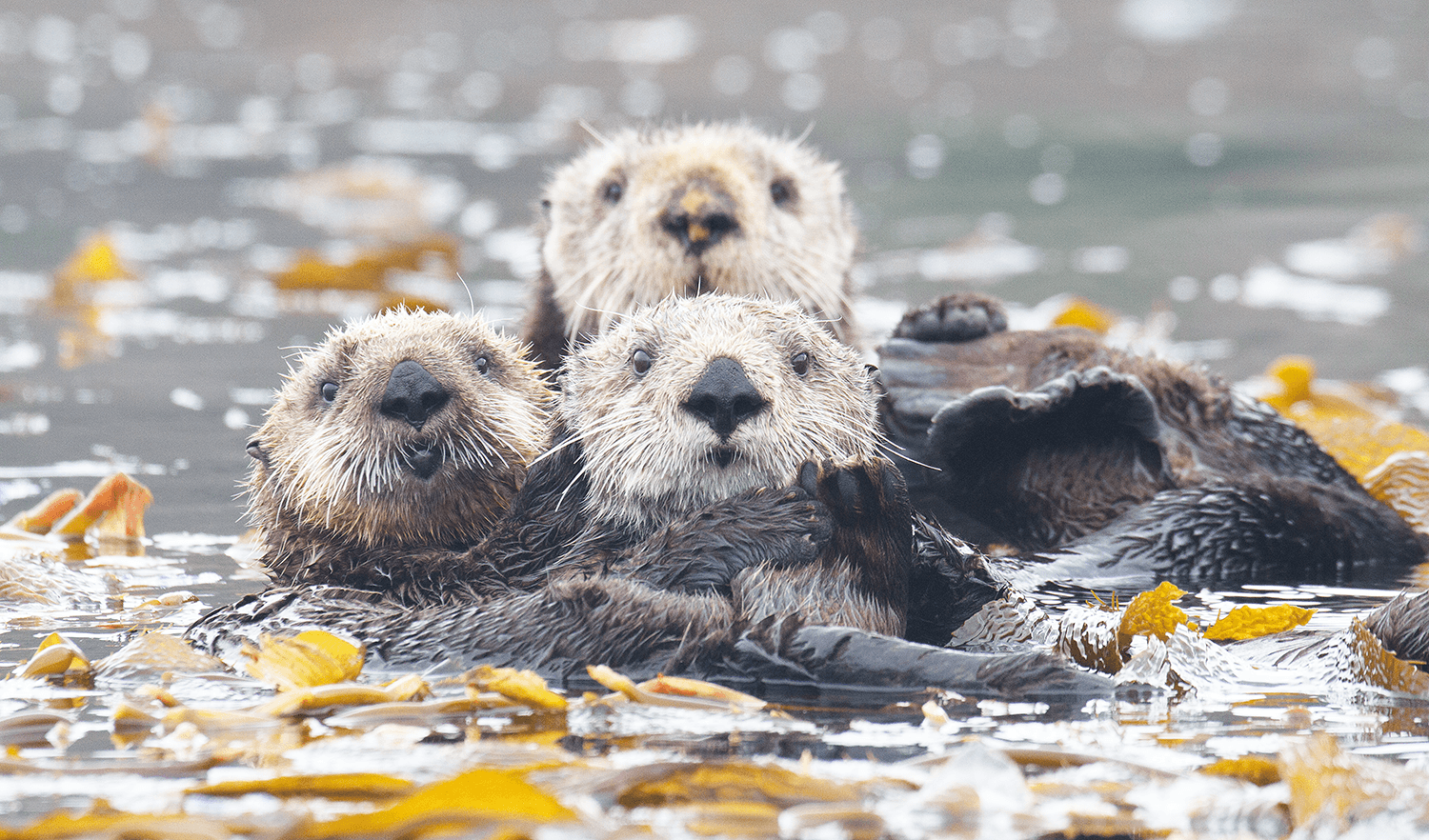Avila Beach Adventure Tour