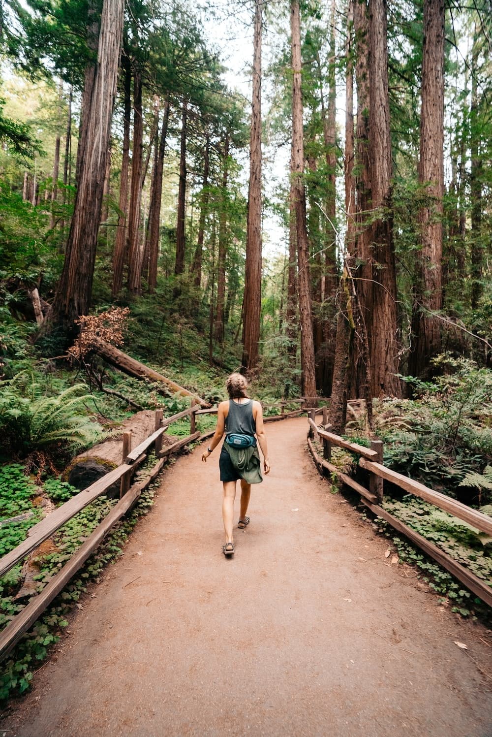 Pier Woods: Muir Woods from Sausalito Pier
