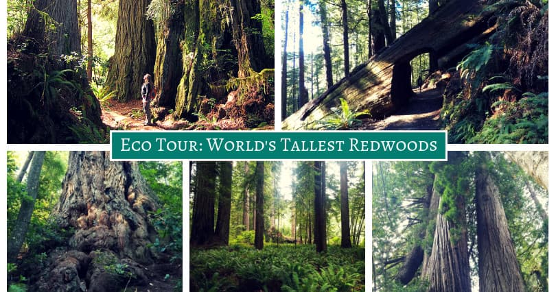 Venture into the World’s Tallest Redwoods
