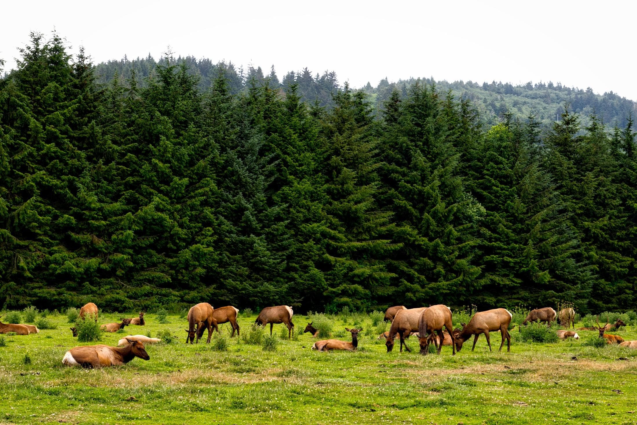 Ultimate Redwood Experience Tour With Lunch! Crescent City, Ca