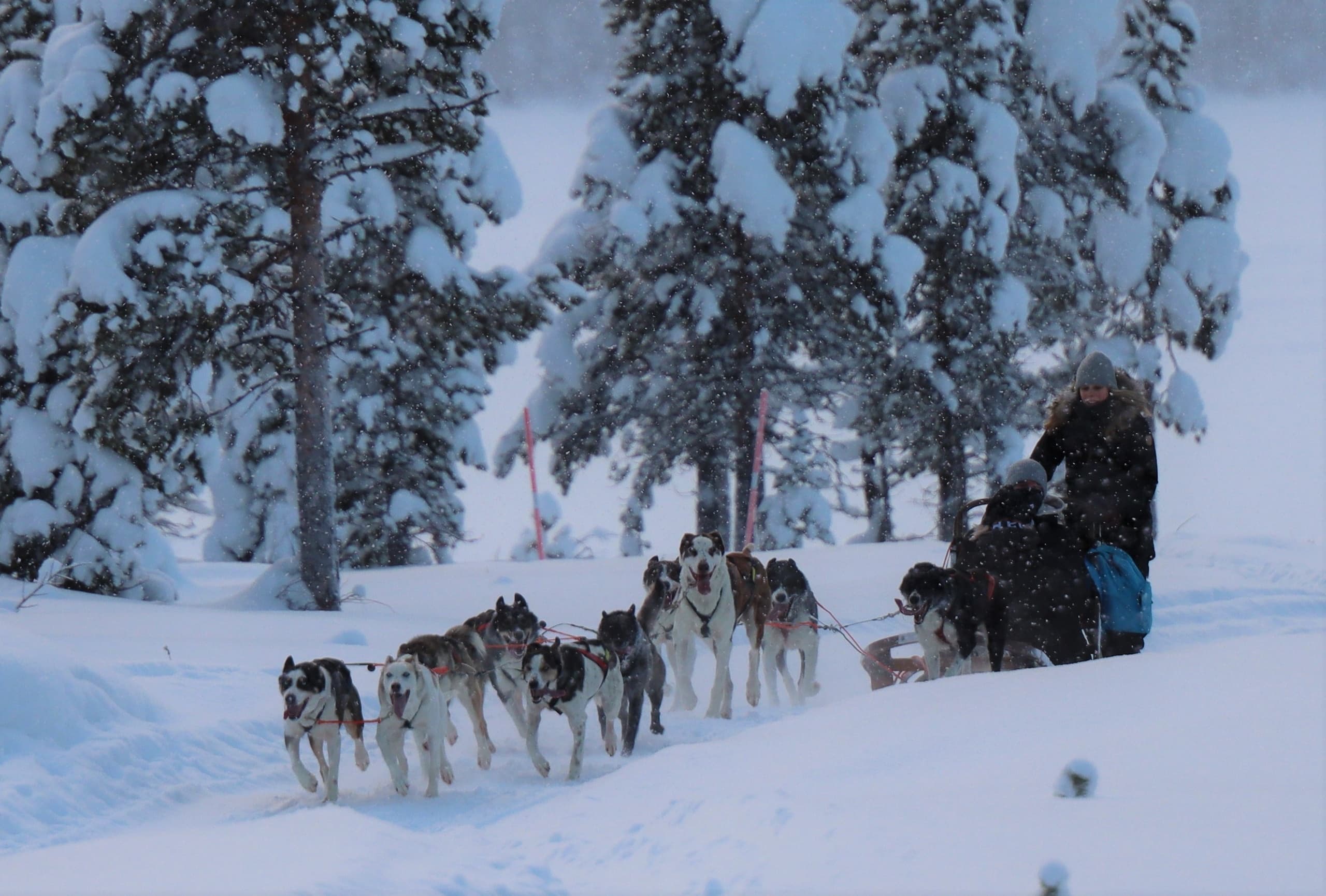 Morning Sleddog Tour