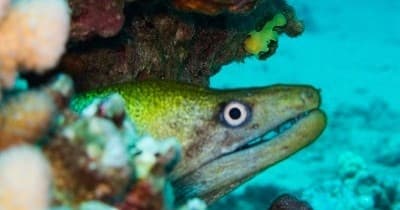 Guided Beach Dives