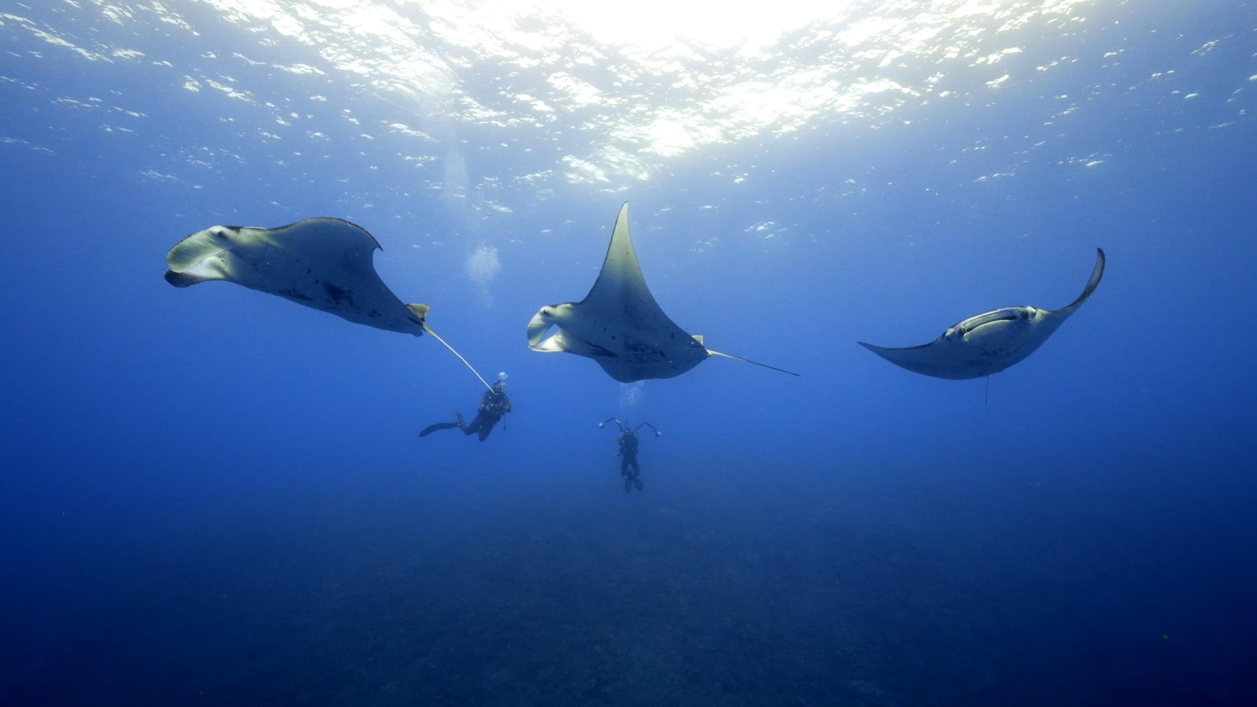 Two Tank Dusk Reef & Manta Night Dive