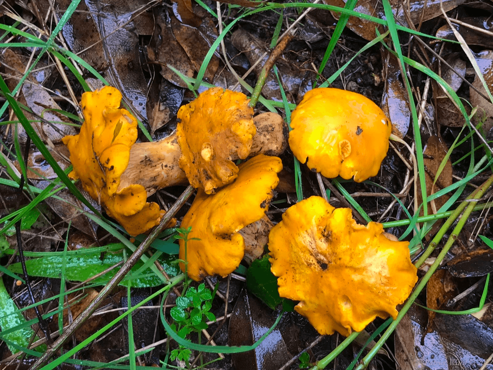 Wild Mushroom Foraging Hike