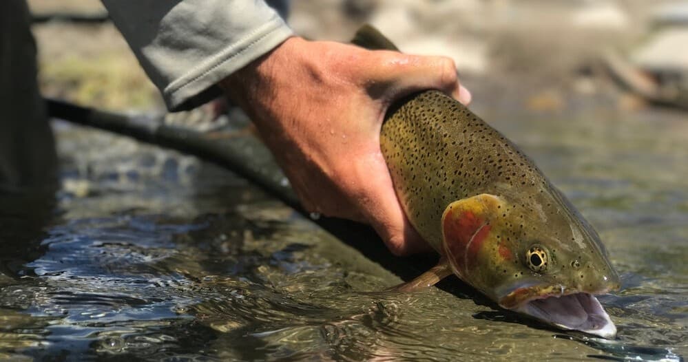 Walk Wade Fly Fishing Trip (Half Day)