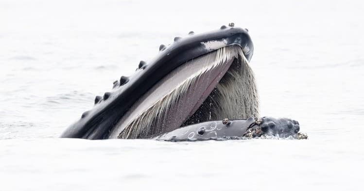 Big Ocean Wildlife Adventure