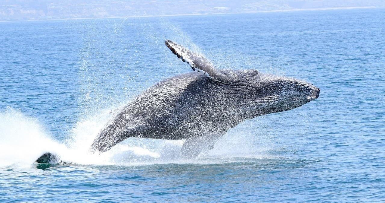 Whale and Dolphin Watching Adventure Tour | Daily
