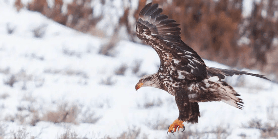 Big Sky Adventure - Private Tour